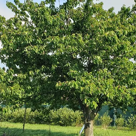 Villa Berkenye Pihenohaz *