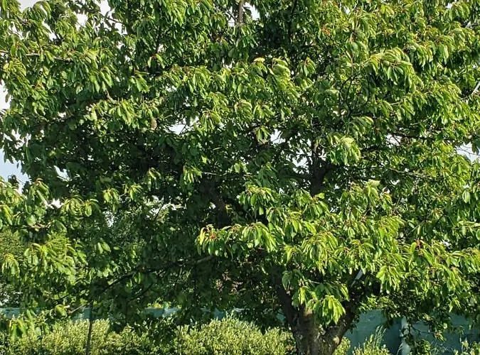 Вилла Berkenye Pihenohaz *